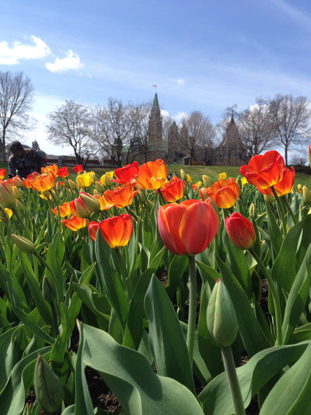 Festival das Tulipas - Ottawa